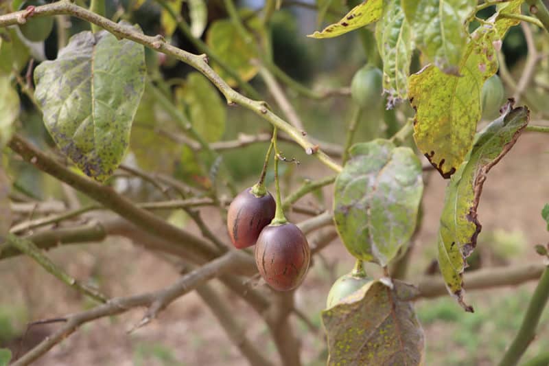 Farmers Trend Ltd.