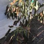 Root rot problem on hass avocado trees, causes and treatment