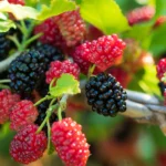 Mulberry farming and sericulture guide in Kenya # Trending