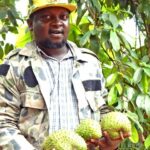 A guide on soursop farming in Kenya # Trending