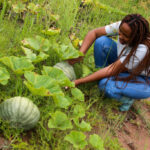 Pumpkin Farming, A Guide On Cultivating The Right Way