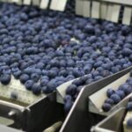Zimbabwean blueberry season at its peak