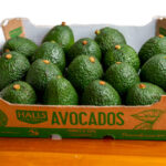 China Increased sourcing destinations to boost avocado consumption