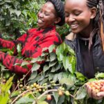 Coffee Farmers In Kenya Bet On Grafting Technology To Increase Production