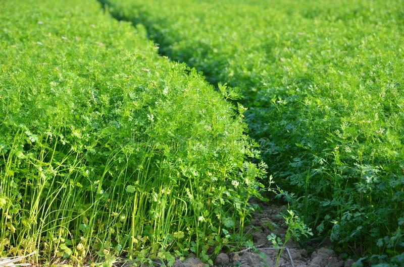 Farmers Trend Ltd.