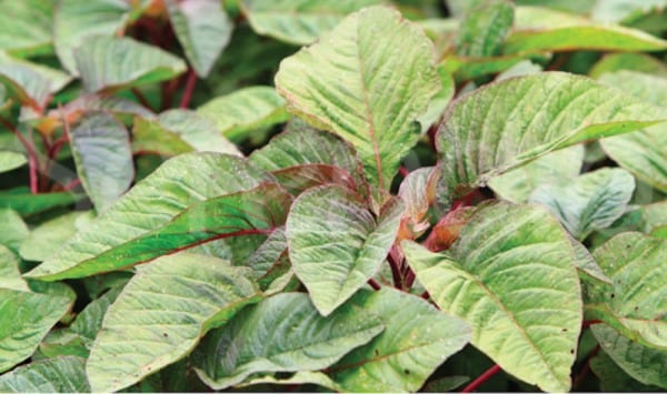 A guide to amaranth (terere) Farming in Kenya 1 Farmers Trend Ltd.