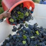 Cabernet Sauvignon: The King Of Wine Grapes, How To Farm In Kenya And Things To Know