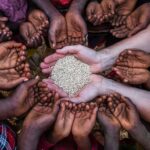 Why food security will always begin with seed security