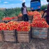 Farmers Trend Ltd.