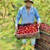 fruit trees farming in kenya Nectarine