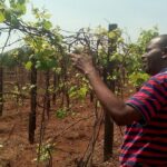 Making Millions From Wine Grapes Farming In Rwanda – Success Story Of Theogene Ntampaka