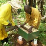 Basic Tips On Bee Farming In Kenya
