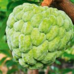 Custard Apple Farming The Right Way And Where To Buy Seedlings In Kenya