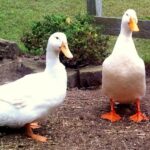 DUCK FARMING, unnoticed profitable poultry venture in Kenya DUCK FARMING, unnoticed profitable poultry venture in Kenya