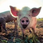 Feeding pigs with garbage, prepare for diseases
