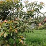 Inside 10 acres hass avocado farm in Nakuru County- Success Story of Fredrick Chege