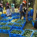 Nigeria urges its youth to embrace hass avocado farming