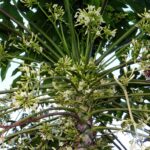 Reasons why your pawpaw seedlings turned to be male # Trending