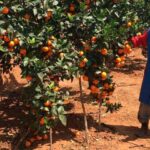 I found an oasis of plenty in Pixie Farming on dry lands of Makueni – Success story of Justus Kimeu