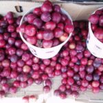 Plums Farming In Kenya, An Easy To Grow Fruit That Most Farmers Overlook