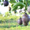 Farmers Trend Ltd.
