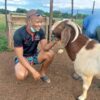 Goat farming in Kenya