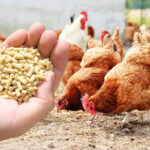 A simple DIY guide on how to make your chicken feeds A simple DIY guide on how to make your chicken feeds