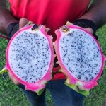 Dragon Fruit Farming In Kenya, ABCD On How To Plant In Kenya