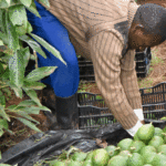 Kenyan Hass Avocado Demand On The Rise As Continuous Supply Becomes A Challenge