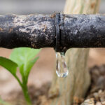DRIP IRRIGATION: Drip your way to vegetable production success