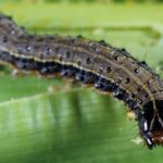 Management of Fall Armyworm (Spodoptera frugiperda)