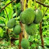 Avocado Farming in Zimbabwe
