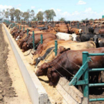 Cattle Fattening In Kenya, Get It Right For Quality Beef