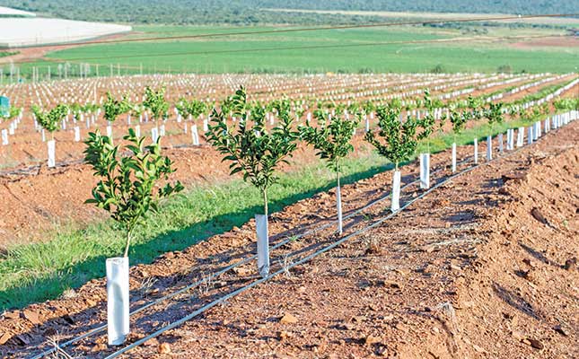 Top Fruit Trees to Grow During Heavy Rains in Kenya: Complete Guide to Establishing High-Survival Passion Fruit, Mango and Citrus Orchards 7 Citrus farming and seedlings purchase in kenya