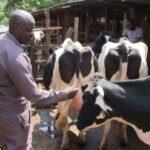 From one pedigree heifer to a profitable dairy farm – Success Story Of Gilbert Ngetich