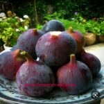 A Guide On Fig Fruit Cultivation In Kenya & Where To Buy Fig Seedlings