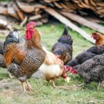Reasons Kienyeji Chicken Eat Own Eggs