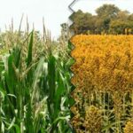 Sorghum, a better alternative to maize on making dairy cattle silage