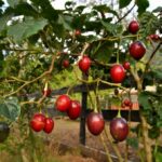 Get it right from seedlings for quality tree tomato fruits