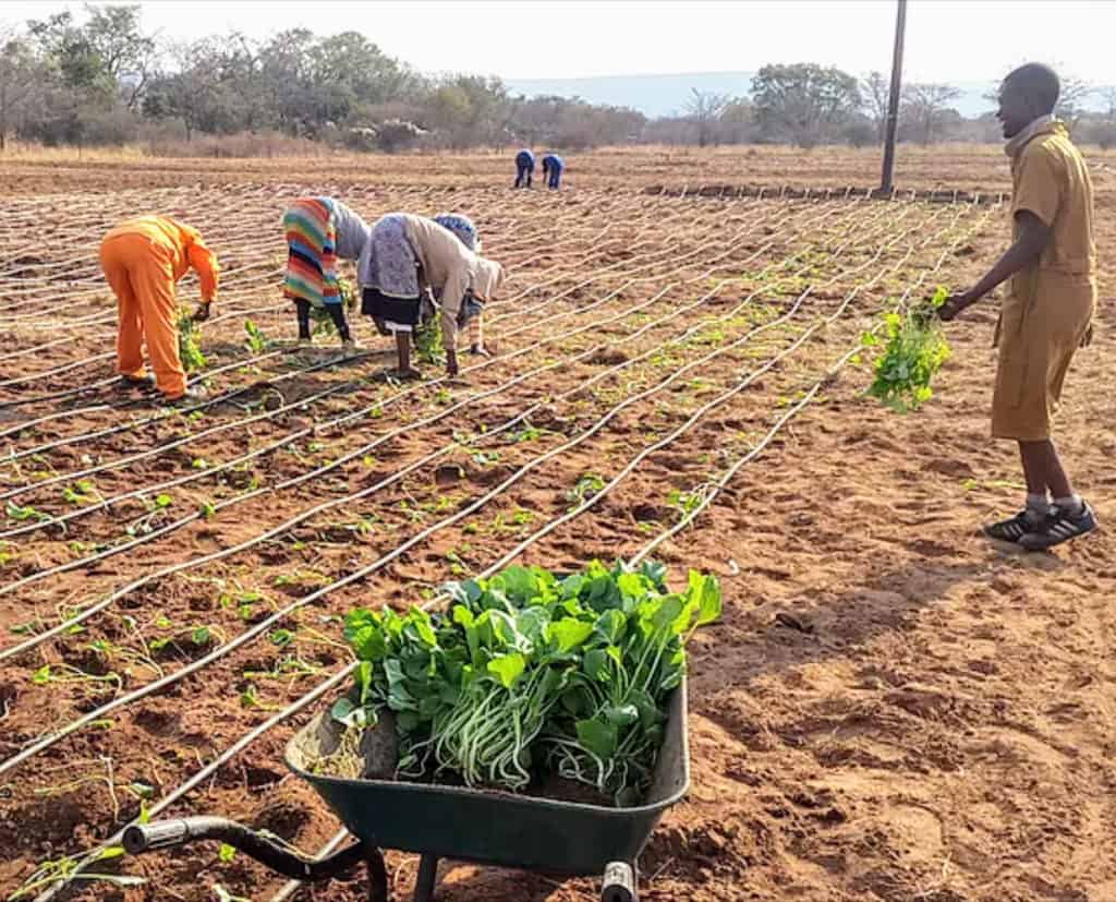 Most Profitable Crops To Grow In The Year 2024 On A Small Budget 1 Farmers Trend Ltd.