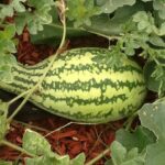 Common watermelon disorders, symptoms, causes and suggested control strategies