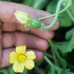 Why watermelon shed flowers and solution