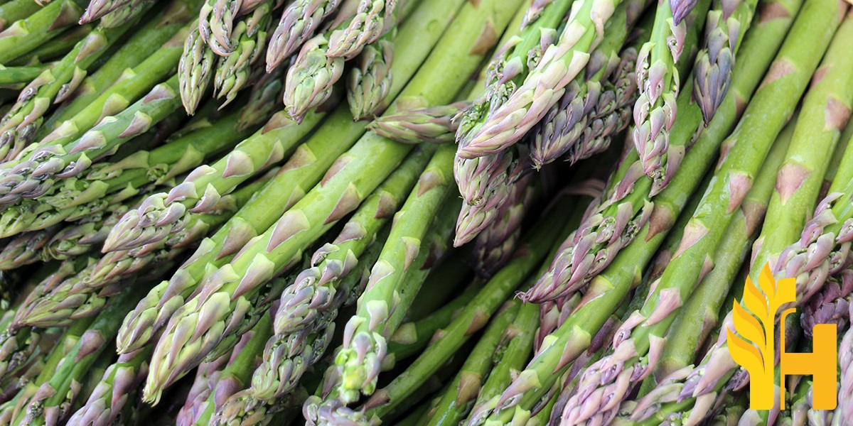 Asparagus farming in Kenya