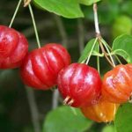 BRAZILIAN CHERRY FARMING; a weird delicious fruit you might want to grow in Kenya # Trending