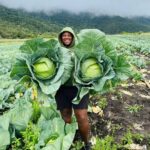 Cabbage Farming In Kenya; How To Make Money