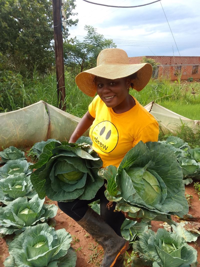 Cabbage Farming In Kenya; How To Make Money 1 Cabbage Farming In Kenya