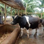 What you should understand before investing in dairy farming