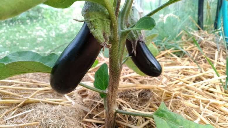 Eggplant Farming