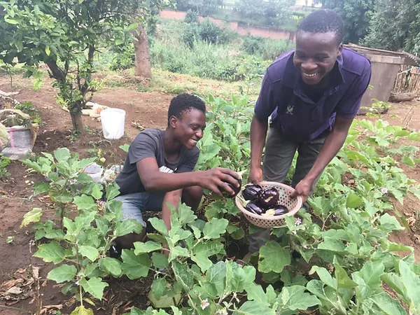 Eggplant-farming-in-kenya