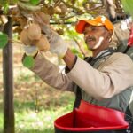 Kiwis Fruit Farming In South Africa Making Great Strides
